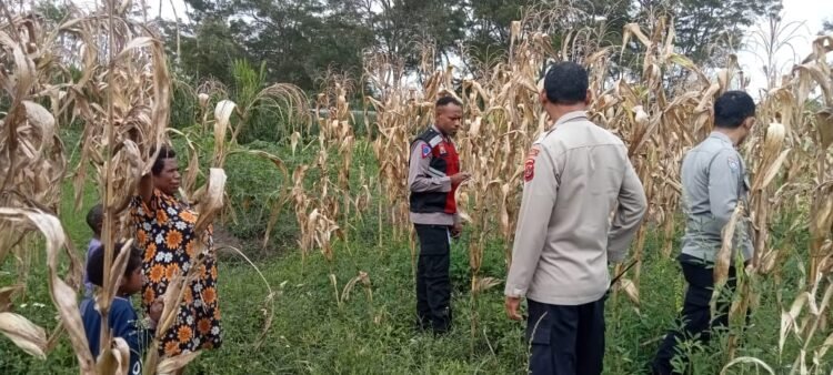 Polres Jayawijaya Pantau Perkembangan Jagung Warga Wesagenya