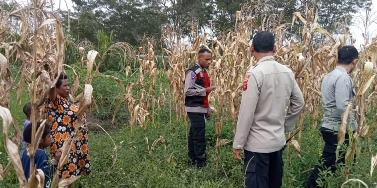Polres Jayawijaya Pantau Perkembangan Jagung Warga Wesagenya
