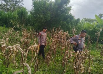 Polsek Wamena Kota Polres Jayawijaya, Pantau Lahan Jagung Program Ketahanan Pangan Kuartal III