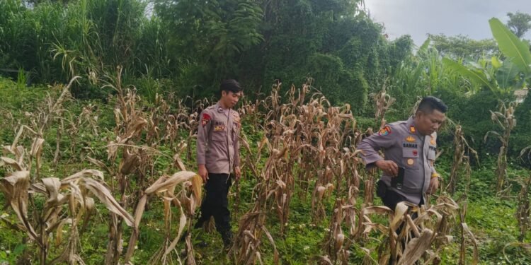 Polsek Wamena Kota Polres Jayawijaya, Pantau Lahan Jagung Program Ketahanan Pangan Kuartal III