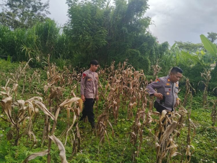Polsek Wamena Kota Polres Jayawijaya, Pantau Lahan Jagung Program Ketahanan Pangan Kuartal III