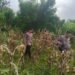 Polsek Wamena Kota Polres Jayawijaya, Pantau Lahan Jagung Program Ketahanan Pangan Kuartal III
