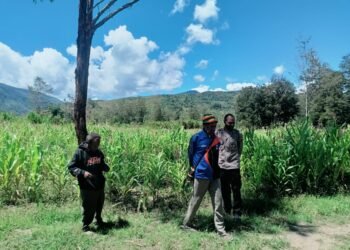 Polsek Asologaima, Laksanakan Pengecekan Lahan Jagung Program Ketahanan Pangan