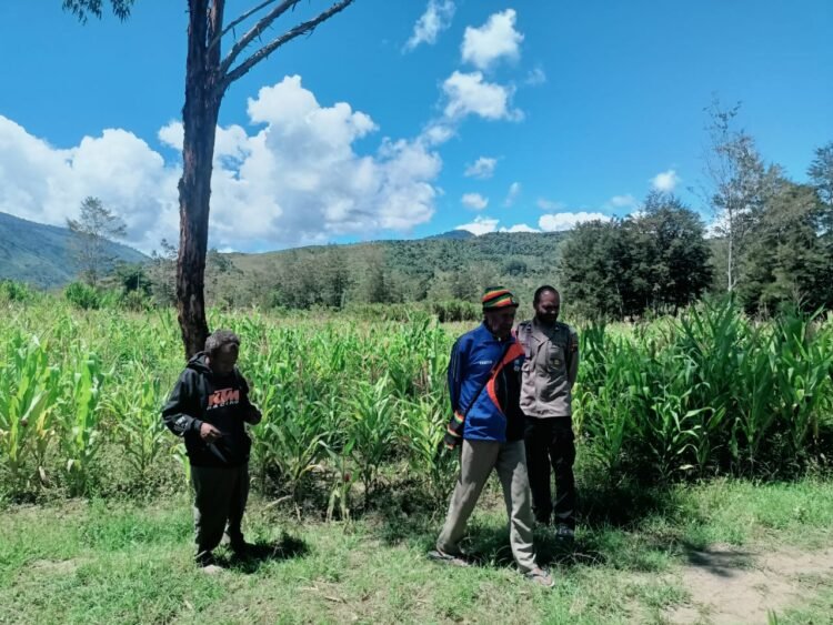 Polsek Asologaima, Laksanakan Pengecekan Lahan Jagung Program Ketahanan Pangan
