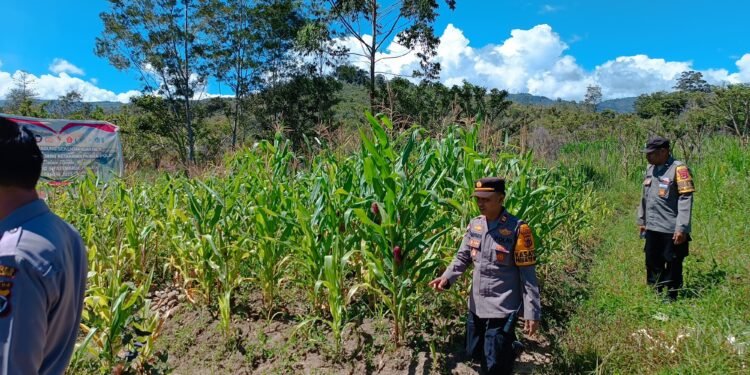 Polsek Asologaima, Laksanakan Pengecekan Lahan Jagung Program Ketahanan Pangan
