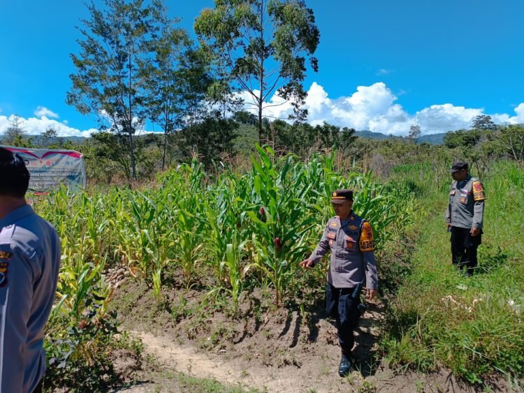 Polsek Asologaima, Laksanakan Pengecekan Lahan Jagung Program Ketahanan Pangan