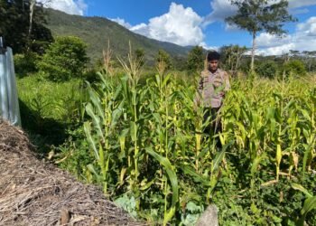 Polsek Bolakme Pantau Perkembangan Penanaman Jagung Program Pekarangan Pangan Bergizi Kuartal III