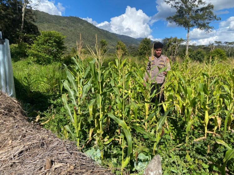 Polsek Bolakme Pantau Perkembangan Penanaman Jagung Program Pekarangan Pangan Bergizi Kuartal III