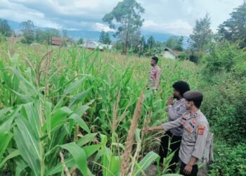 Polsek Asologaima Lakukan Pengecekan Lahan Jagung Program Ketahanan Pangan di Kampung Kimbim