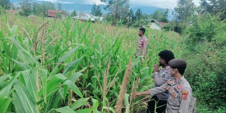 Polsek Asologaima Lakukan Pengecekan Lahan Jagung Program Ketahanan Pangan di Kampung Kimbim