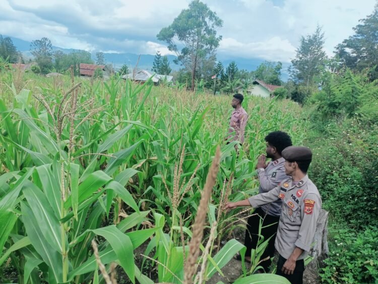 Polsek Asologaima Lakukan Pengecekan Lahan Jagung Program Ketahanan Pangan di Kampung Kimbim