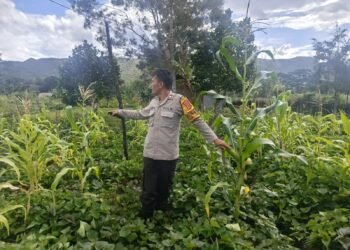 Polsek Bolakme Cek Perkembangan Tanaman Jagung di Kampung Bolakme