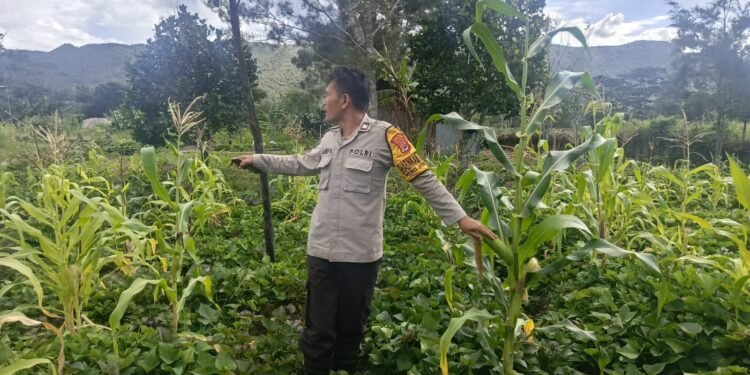 Polsek Bolakme Cek Perkembangan Tanaman Jagung di Kampung Bolakme