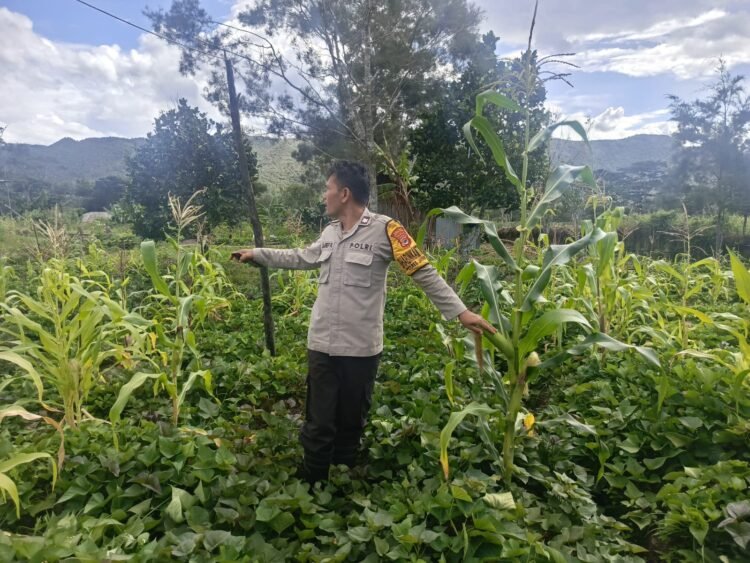 Polsek Bolakme Cek Perkembangan Tanaman Jagung di Kampung Bolakme