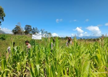 Polres Jayawijaya Cek Tanaman Jagung Ketahanan Pangan di Wamena