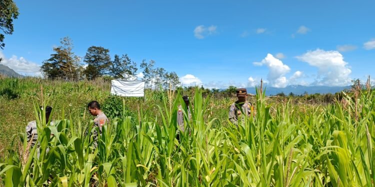 Polres Jayawijaya Cek Tanaman Jagung Ketahanan Pangan di Wamena