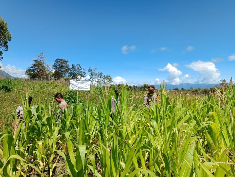 Polres Jayawijaya Cek Tanaman Jagung Ketahanan Pangan di Wamena