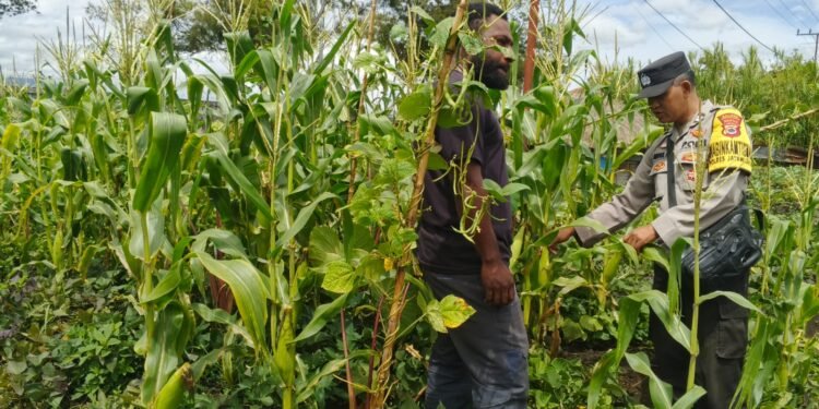 Polres Jayawijaya Cek Lahan Jagung Ketahanan Pangan di Ilokama
