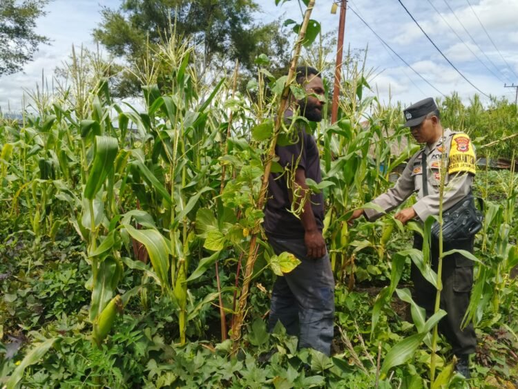 Polres Jayawijaya Cek Lahan Jagung Ketahanan Pangan di Ilokama