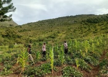 Polres Jayawijaya Pantau Tanaman Jagung Program Ketahanan di Usilimo