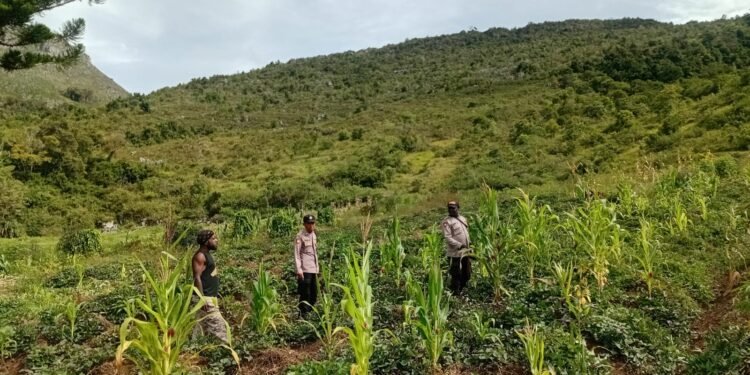 Polres Jayawijaya Pantau Tanaman Jagung Program Ketahanan di Usilimo