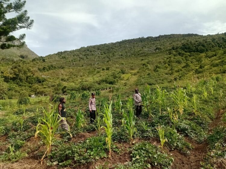 Polres Jayawijaya Pantau Tanaman Jagung Program Ketahanan di Usilimo