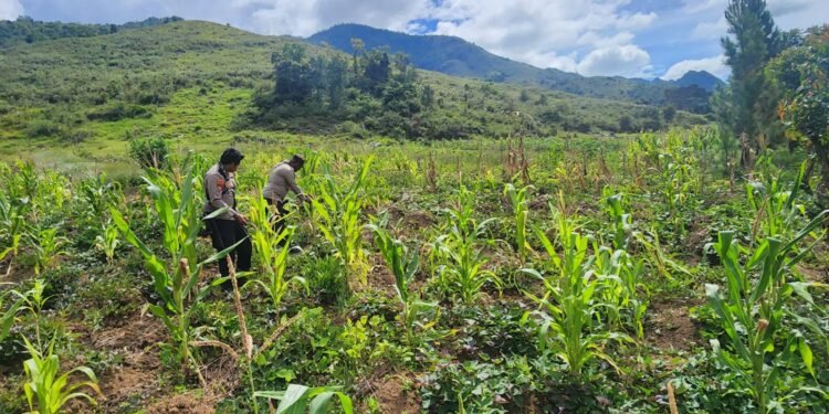 Polsek Kurulu Laksanakan Pengecekan Perkembangan Tanaman Jagung Kuartal IV di Distrik Usilimo
