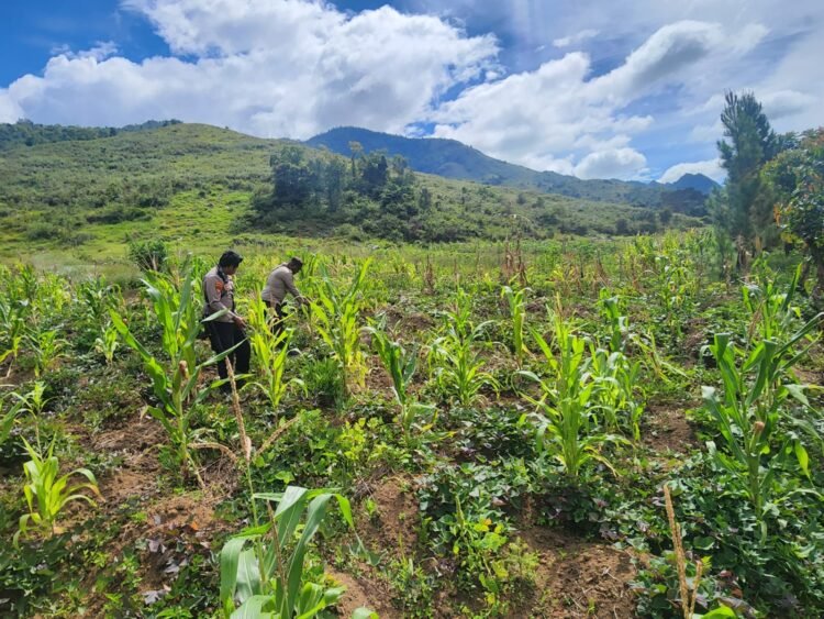 Polsek Kurulu Laksanakan Pengecekan Perkembangan Tanaman Jagung Kuartal IV di Distrik Usilimo