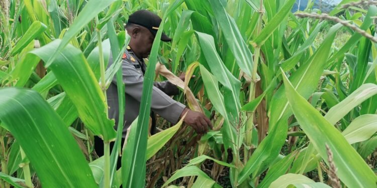 Polsek Asologaima Laksanakan Pengecekan Lahan Jagung Program Ketahanan Pangan di Kampung Kimbim
