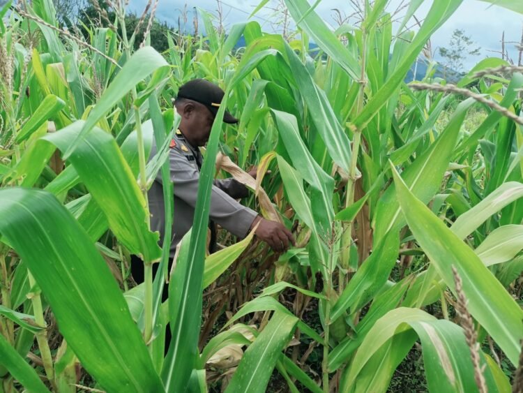 Polsek Asologaima Laksanakan Pengecekan Lahan Jagung Program Ketahanan Pangan di Kampung Kimbim