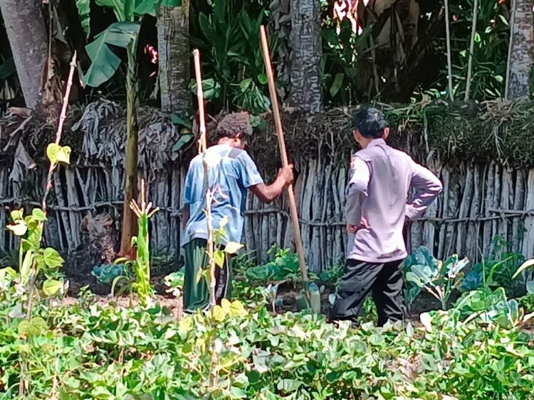 Sat Binmas Polres Jayawijaya Laksanakan Penanaman dan Pengecekan Jagung Ketahanan Pangan di Kampung Elagaima