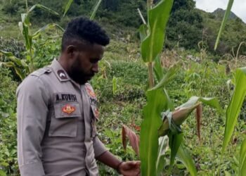 Polsek Kurulu Laksanakan Pengecekan Perkembangan Penanaman Jagung Kuartal III