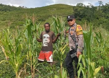 Polsek Kurulu Lakukan Pengecekan Perkembangan Tanaman Jagung Kuartal III