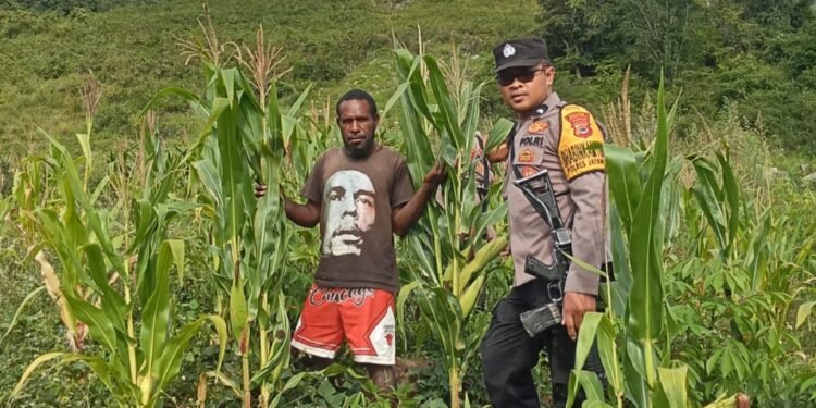 Polsek Kurulu Lakukan Pengecekan Perkembangan Tanaman Jagung Kuartal III