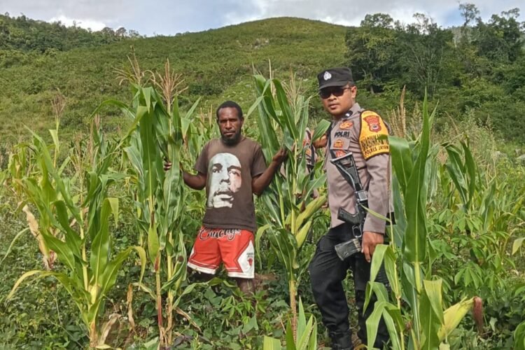 Polsek Kurulu Lakukan Pengecekan Perkembangan Tanaman Jagung Kuartal III