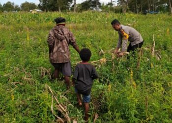 Polsek Kawasan Bandara Laksanakan Pengecekan Lahan Jagung Program Ketahanan Pangan