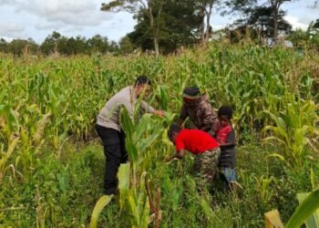 Polres Jayawijaya Cek Lahan Jagung Ketahanan Pangan di Kampung Wesagenya