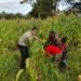 Polres Jayawijaya Cek Lahan Jagung Ketahanan Pangan di Kampung Wesagenya