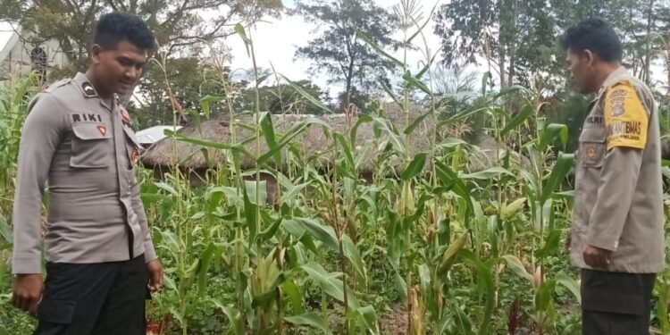 Polsek Bolakme Lakukan Pengecekan Program Ketahanan Pangan Jagung di Kampung Bolakme