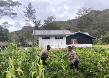 Polres Jayawijaya Laksanakan Pengecekan Perkembangan Jagung Program Ketahanan di Wamena