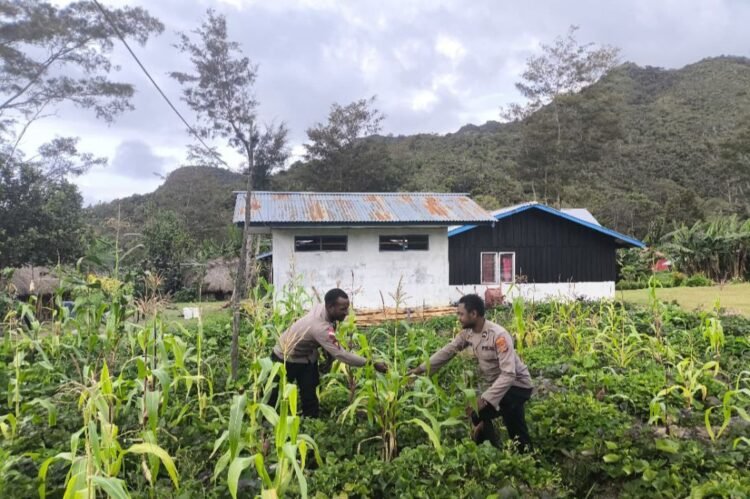 Polres Jayawijaya Laksanakan Pengecekan Perkembangan Jagung Program Ketahanan di Wamena
