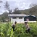 Polres Jayawijaya Laksanakan Pengecekan Perkembangan Jagung Program Ketahanan di Wamena