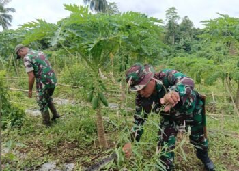 Tingkatkan Ketahanan Pangan, Personel Kodim 1310/Bitung Lakukan Perawatan Tanaman dan Ternak di Lokasi Kompi Produksi