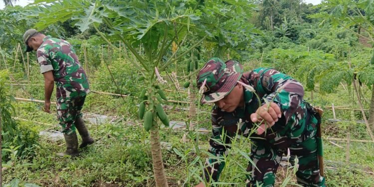 Tingkatkan Ketahanan Pangan, Personel Kodim 1310/Bitung Lakukan Perawatan Tanaman dan Ternak di Lokasi Kompi Produksi