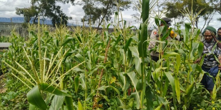 Polsek Wamena Kota Lakukan Pengecekan Lahan Jagung Program Ketahanan Pangan di Kampung Ilokama
