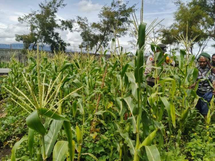 Polsek Wamena Kota Lakukan Pengecekan Lahan Jagung Program Ketahanan Pangan di Kampung Ilokama