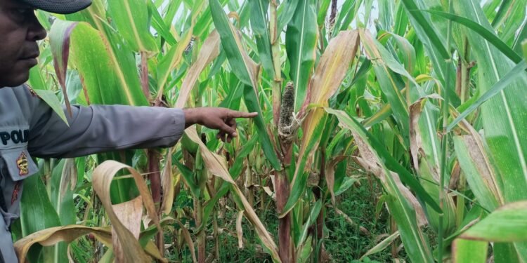 Polsek Asologaima Lakukan Pengecekan Lahan Jagung Program Ketahanan Pangan di Kampung Kimbim