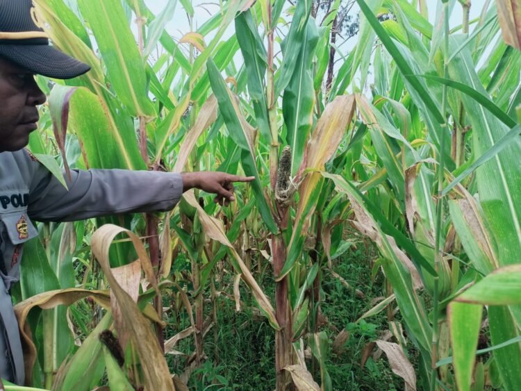 Polsek Asologaima Lakukan Pengecekan Lahan Jagung Program Ketahanan Pangan di Kampung Kimbim