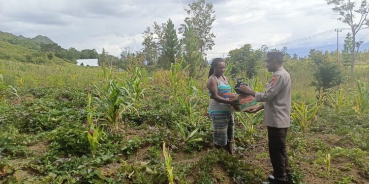 Bhabinkamtibmas Polsek Kurulu Lakukan Pengecekan Perkembangan Tanaman Jagung Kuartal IV
