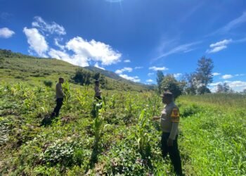 Polsek Kurulu Lakukan Pengecekan Perkembangan Tanaman Jagung Kuartal IV